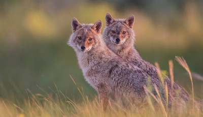 Penészgombamérgeket mutattak ki a dél-magyarországi aranysakálok szervezetében