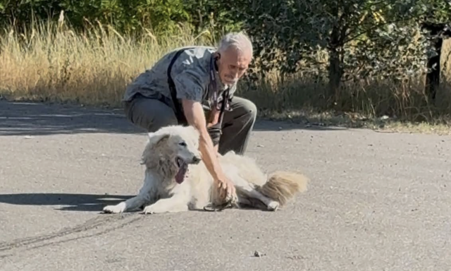 Meg&aacute;ll&iacute;tott&aacute;k a helyk&ouml;zi buszt, hogy seg&iacute;teni tudjanak egy a hős&eacute;gben &ouml;sszeesett kuty&aacute;n