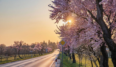 R&oacute;zsasz&iacute;nbe borult Balatongy&ouml;r&ouml;k: k&aacute;pr&aacute;zatos a mandulaf&aacute;k vir&aacute;gz&aacute;sa a Balaton-felvid&eacute;ken