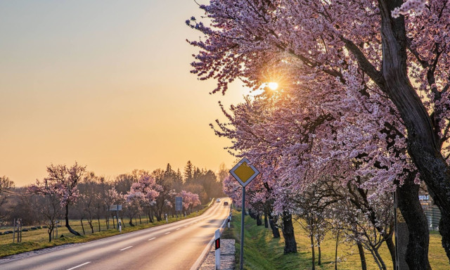 R&oacute;zsasz&iacute;nbe borult Balatongy&ouml;r&ouml;k: k&aacute;pr&aacute;zatos a mandulaf&aacute;k vir&aacute;gz&aacute;sa a Balaton-felvid&eacute;ken