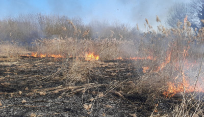 N&eacute;gysz&aacute;z m&eacute;ter hosszan &eacute;gett a sz&aacute;raz n&ouml;v&eacute;nyzet a csatornaparton K&ouml;mp&ouml;c k&uuml;lter&uuml;let&eacute;n