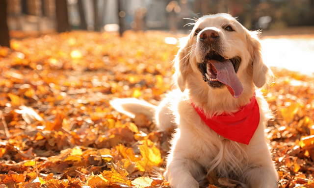 Figyelem, gazdik! - A gesztenye komoly vesz&eacute;lyt jelent a kuty&aacute;kra