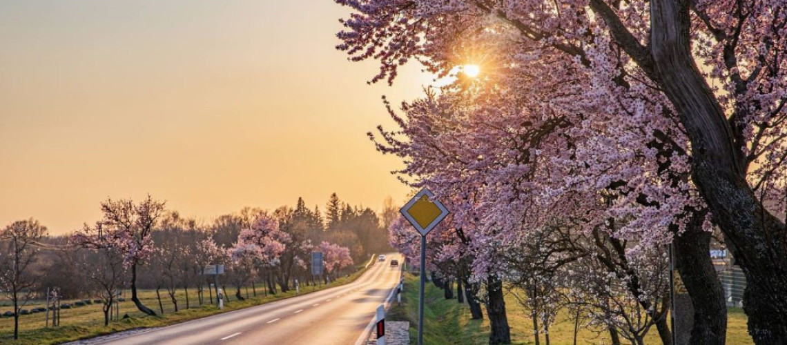 R&oacute;zsasz&iacute;nbe borult Balatongy&ouml;r&ouml;k: k&aacute;pr&aacute;zatos a mandulaf&aacute;k vir&aacute;gz&aacute;sa a Balaton-felvid&eacute;ken