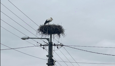 Megérkezett az első gólya – Ismét Akasztón landolt a tavasz leggyorsabb hírnöke