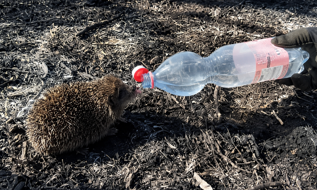 A marad&eacute;k viz&uuml;kből itatt&aacute;k meg a l&aacute;nglovagok a szomjaz&oacute; s&uuml;nit
