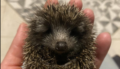 Apró sünt mentettek a Meki parkolónál Veszprémben