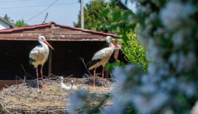 Kilencedszer t&eacute;rt vissza Afrik&aacute;b&oacute;l r&ouml;pk&eacute;ptelen p&aacute;rj&aacute;hoz Szofi - VIDE&Oacute;