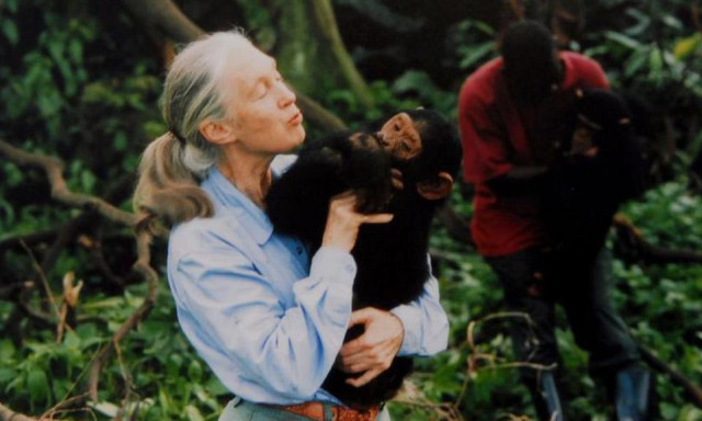 Elhunyt Jane Goodall, a vil&aacute;g egyik legismertebb etol&oacute;gusa