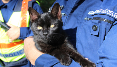 Nem tűrte az &eacute;hs&eacute;get - Macska ind&iacute;totta be a tűzhelyet egy p&eacute;csi lak&aacute;sban