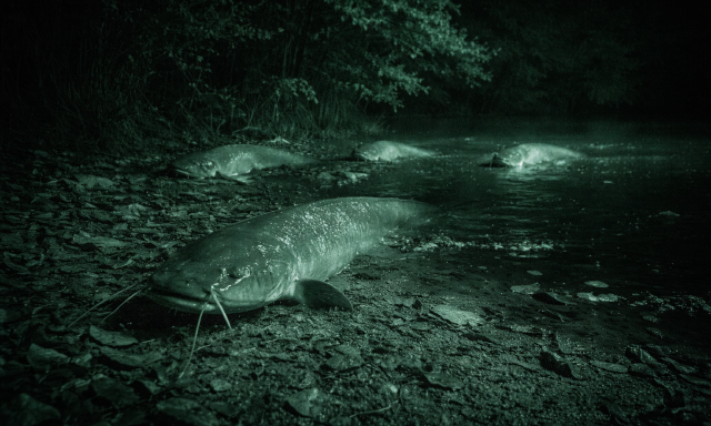Ilyet m&eacute;g tuti nem l&aacute;tt&aacute;l: a harcs&aacute;k kim&aacute;sztak a v&iacute;zből, &eacute;s a parton &bdquo;s&eacute;t&aacute;lva&rdquo; kerestek kaj&aacute;t