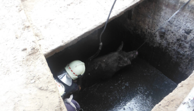 Egy m&eacute;ter m&eacute;ly akn&aacute;ba esett egy anyakoca B&aacute;csbokodon