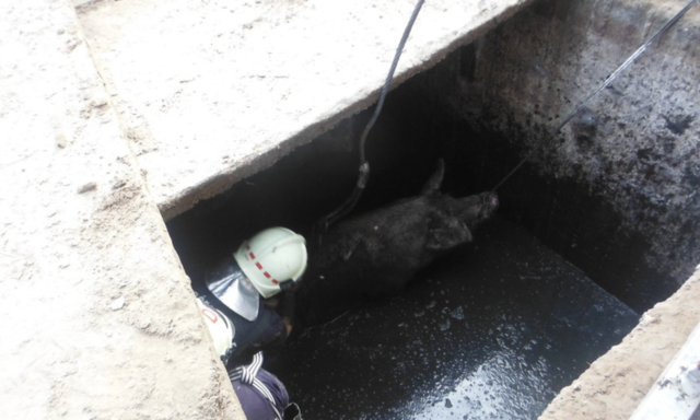 Egy m&eacute;ter m&eacute;ly akn&aacute;ba esett egy anyakoca B&aacute;csbokodon