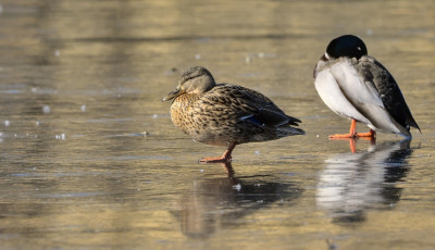 Ne etess&uuml;k a v&iacute;zimadarakat, mert ak&aacute;r az &eacute;let&uuml;kbe is ker&uuml;lhet - k&eacute;ri a szak&eacute;rtő