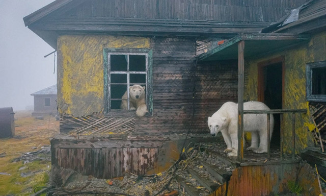 Jegesmedv&eacute;k lakt&aacute;k be az elhagyott szovjet b&aacute;zist - VIDE&Oacute;