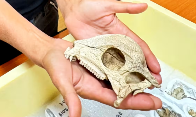 Ősi dinoszaurusz szenz&aacute;ci&oacute; Mong&oacute;li&aacute;b&oacute;l