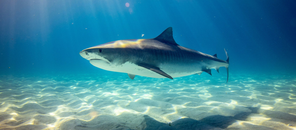 &Oacute;ri&aacute;sc&aacute;p&aacute;t vide&oacute;ztak le a horv&aacute;t Adri&aacute;n