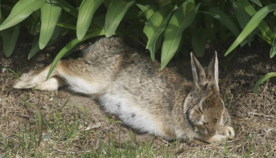 El&iacute;t&eacute;lt&eacute;k a kecskem&eacute;ti p&aacute;rt, akik szak&iacute;t&aacute;s k&ouml;zben meggyilkoltak egy nyulat