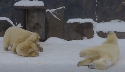 Napi cuki - A buli folytat&oacute;dik a ny&iacute;regyh&aacute;zi jegesmedv&eacute;kn&eacute;l - VIDE&Oacute;
